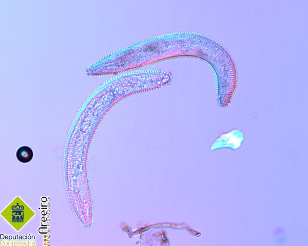 Macrophostonia sp.jpg